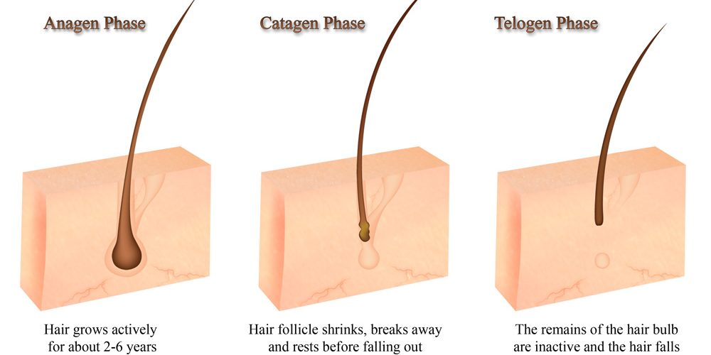 hair_growth_diagram